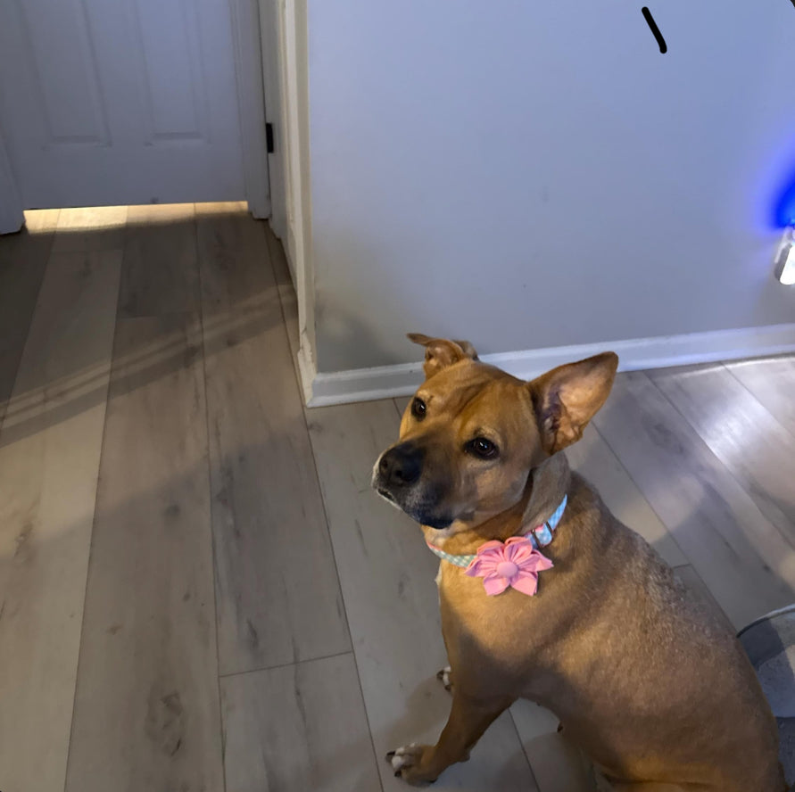 Pink, Dog Collar Flower, Blue, Green, Lilac, Purple, Girl, collar Accessories, Girly Dog Bow, Puppy Bowtie, Dog Collar Flower, Dog Bowtie