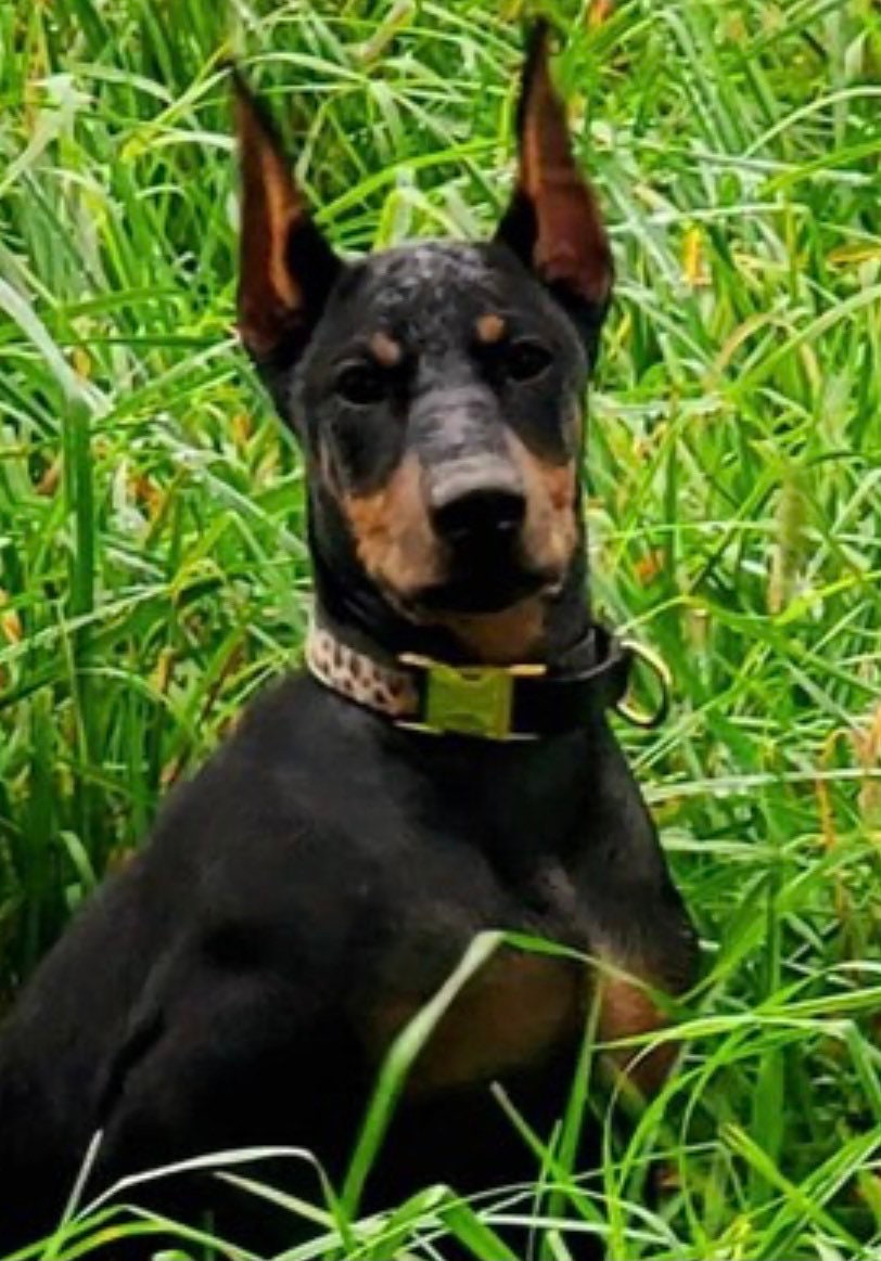 Martingale Dog Collar, With Buckle, Leopard Print, Cheetah, Animal, Gold, Female, Girls, Personalized, Engrave, Fall, Winter, Choker