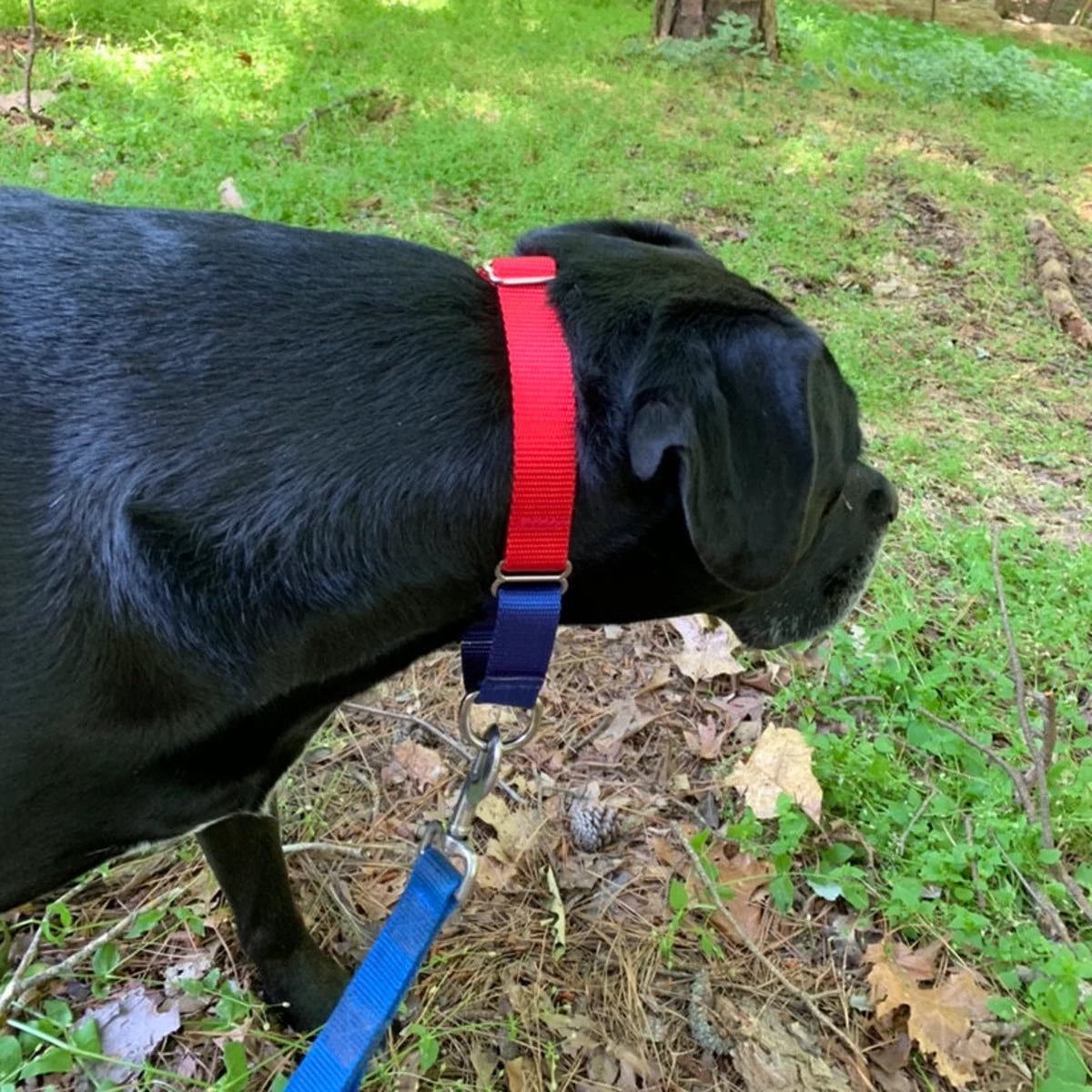 19 Colors, Make Your Own, Custom, Custom, Buckle Martingale Dog Collar, Girl, Personalized, Engraved, Cute, Designer, Puppy, Greyhound,