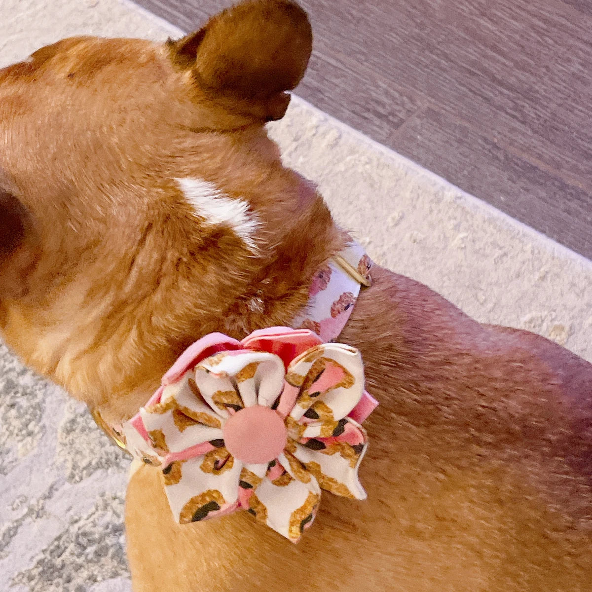 Girl Dog Collar, Leopard, Cheetah, Custom Dog Collar, Puppy Collar, Small Dog Collar, Engraved Dog Collar, Designer Dog Collar, Cute, Large