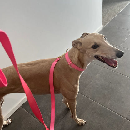 19 Colors, Make Your Own, Custom, Custom, Buckle Martingale Dog Collar, Girl, Personalized, Engraved, Cute, Designer, Puppy, Greyhound,