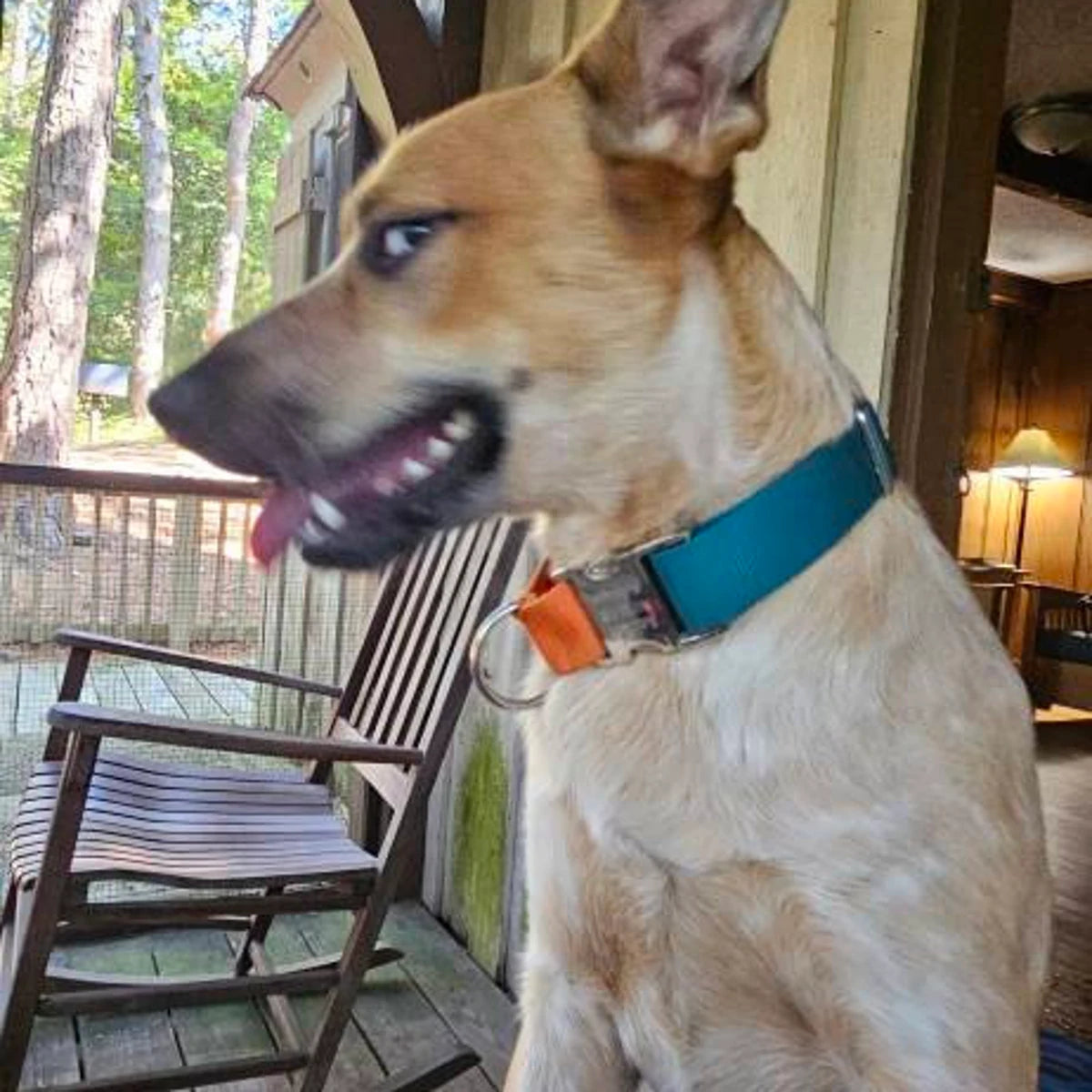 19 Colors, Make Your Own, Custom, Custom, Buckle Martingale Dog Collar, Girl, Personalized, Engraved, Cute, Designer, Puppy, Greyhound,