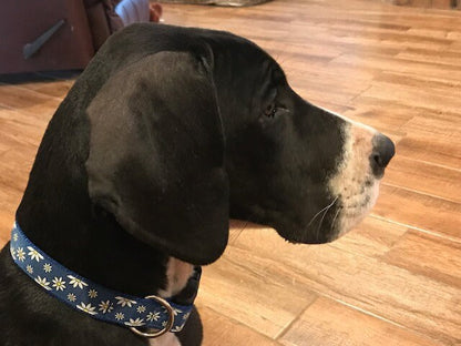 Blue, Yellow and White Floral Dog Collar, Daisies Dog Collar, Dog Collar For Girls