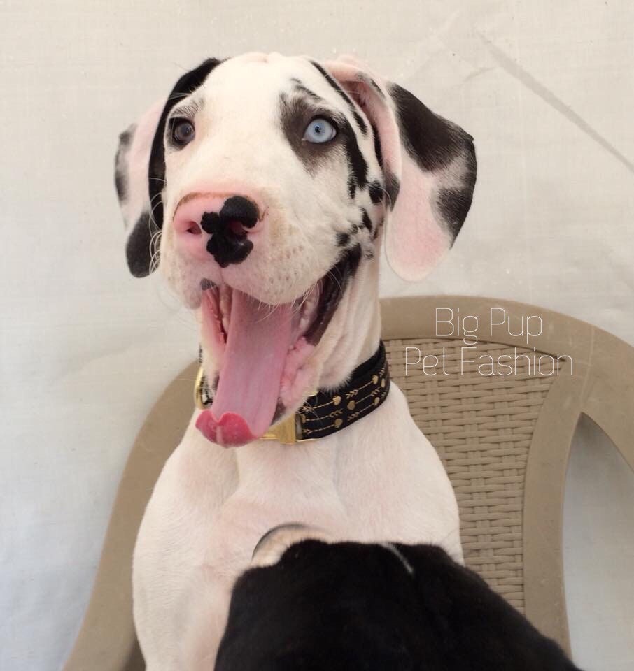 Fancy Gold + Black Hearts + Arrows Dog Collar, Girl Dog Collar, Personalized, Engraved, Custom Dog Collar, Blingy, Sparkly Dog Collar