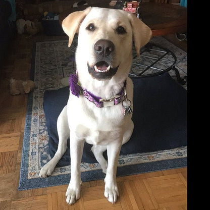 Floral, Dog Collar, For Girls, Pink, Purple, Rose Gold, Blue, Green, Gray, Female, Personalized, Engraved, Small, Medium, Large, Extra Large