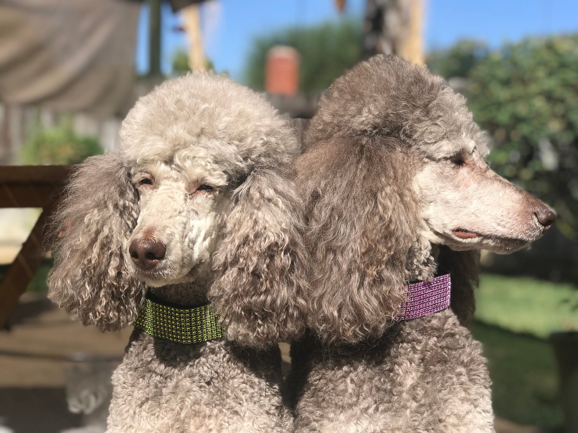 11 Color, Custom, Dog Collar, Girl, Pink, Personalize, Engrave, Cute, Designer, Puppy, Cat, Pet, Small, Medium, Large, Bling, Sparkle, Fancy