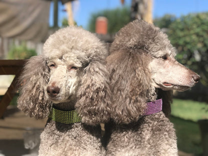 11 Color, Custom, Dog Collar, Girl, Pink, Personalize, Engrave, Cute, Designer, Puppy, Cat, Pet, Small, Medium, Large, Bling, Sparkle, Fancy