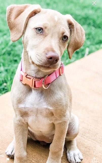 Personalized Pink Girl Dog Collar, Raspberry, Nylon, Rose Gold, Custom, Engraved, Cute, Puppy, Small, Medium, Large, Dog Collar With Name