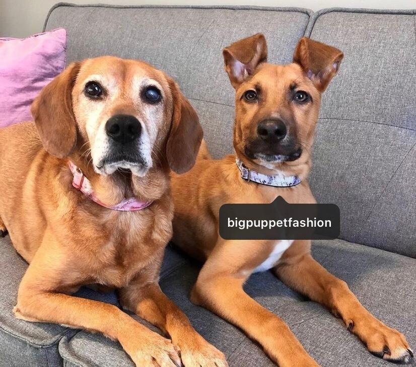 Rose Gold, Dog Collar, Pink, Rose Gold, Marble, Dog Collar Girl, Personalized, Custom Dog Collar, Engraved, Cat Collar, Puppy Collar, Small