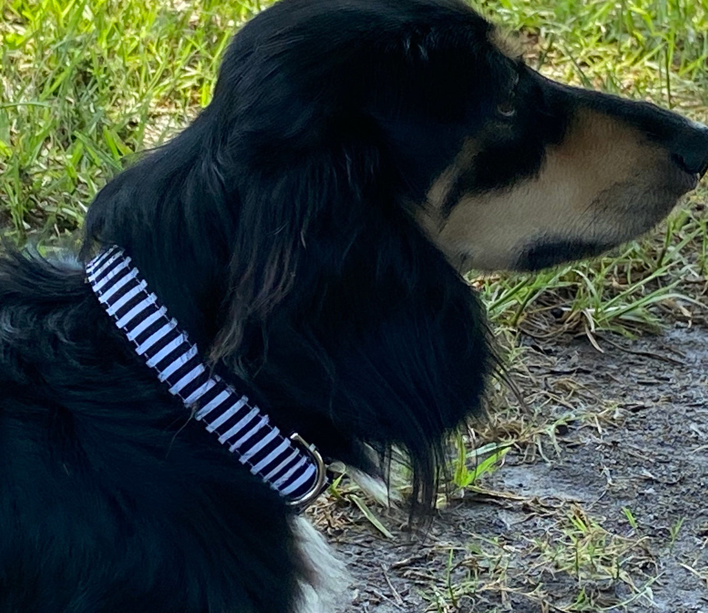 Black + White Dog Collar, Stripe, Girl, Boy, Personalized, Engraved, Zebra Inspired, Preppy, Puppy Collar, Cat, Pet, Small, Large, Halloween