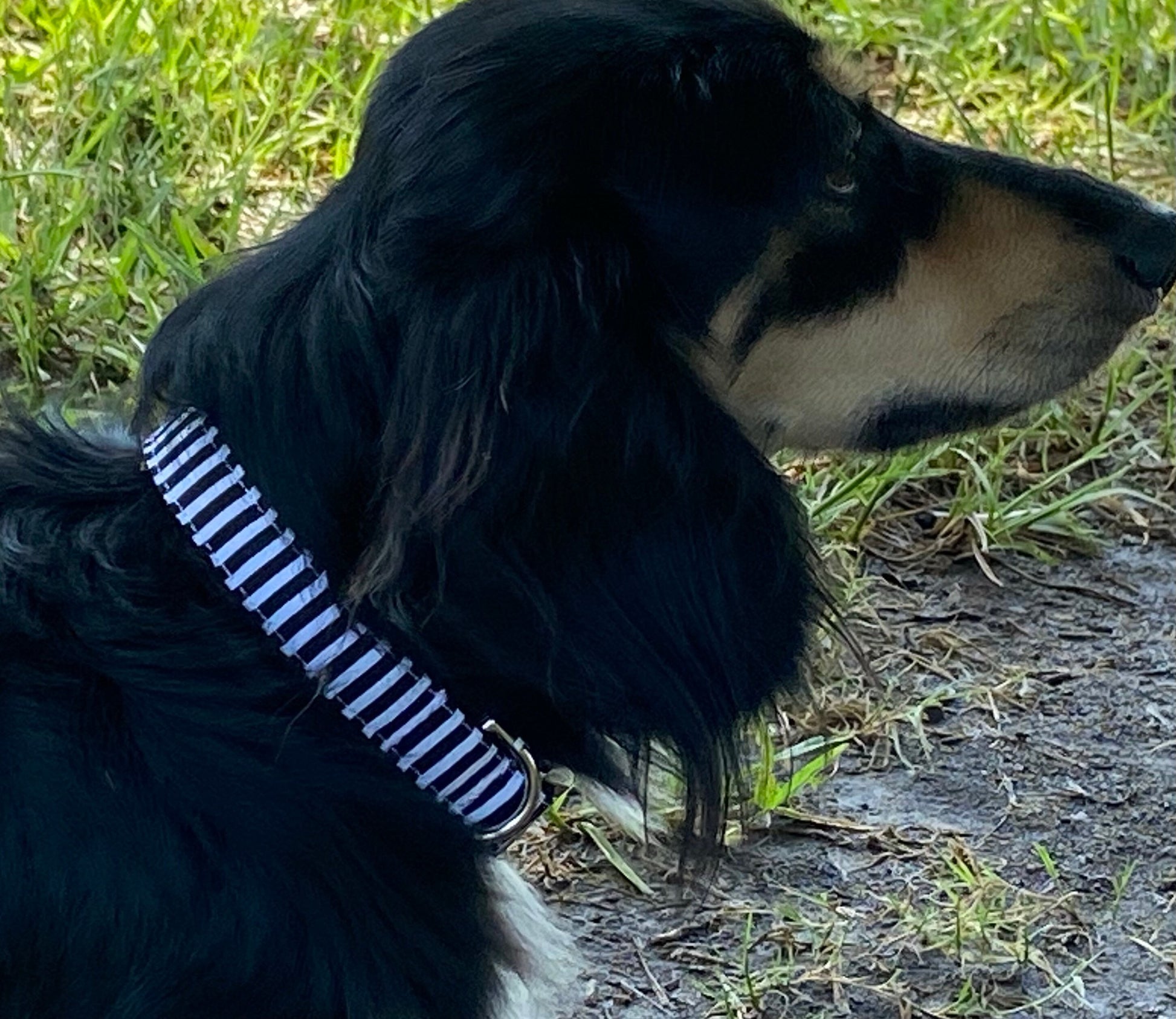 Black + White Dog Collar, Stripe, Girl, Boy, Personalized, Engraved, Zebra Inspired, Preppy, Puppy Collar, Cat, Pet, Small, Large, Halloween