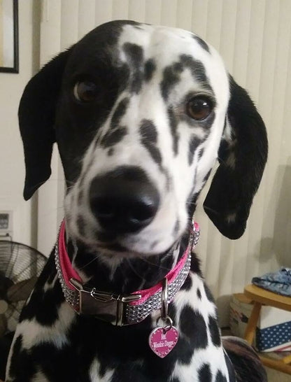 Rhinestone, Raspberry, Rose, Rhinestone, Dog Collar, Bling, Sparkle, Bedazzled, Girl Dog, Wedding Collar, Personalize, Engrave, Custom