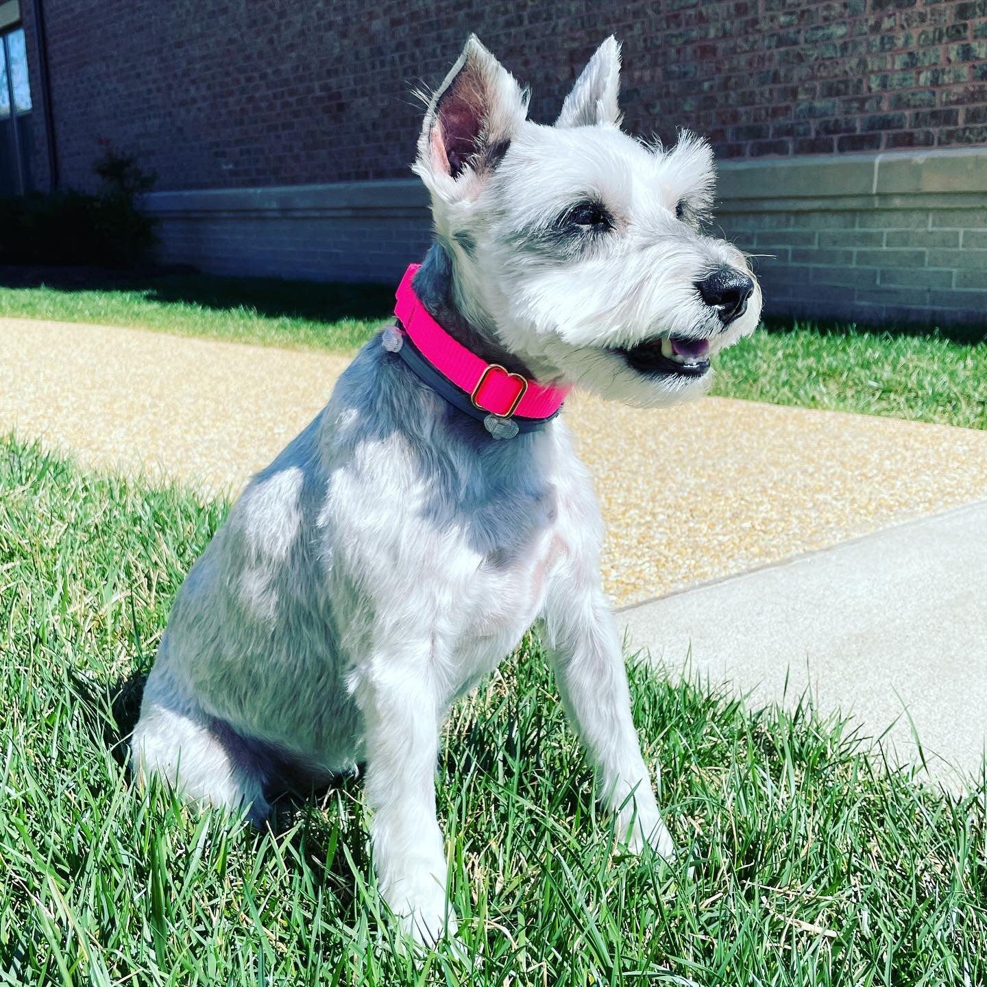 Pink, Personalized, Martingale Dog Collar, Buckle, Rose Gold, Puppy Collar, Cute Dog Collar, Designer Dog Collar, Custom, Greyhound, Engrave