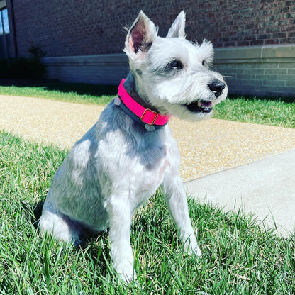 Pink, Personalized, Martingale Dog Collar, Buckle, Rose Gold, Puppy Collar, Cute Dog Collar, Designer Dog Collar, Custom, Greyhound, Engrave