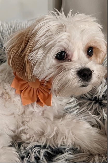 Pink, Dog Collar Flower, Blue, Green, Lilac, Purple, Girl, collar Accessories, Girly Dog Bow, Puppy Bowtie, Dog Collar Flower, Dog Bowtie