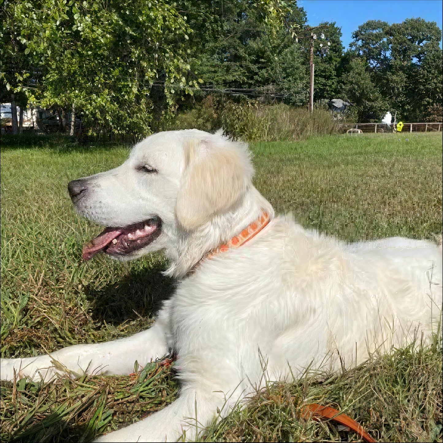 Personalized, Fall, Leaves, Dog Collar, Orange, Green, Gold, Girl, Boy, Engraved, Custom, Cute, Designer Dog Collar, Autumn, Thanksgiving