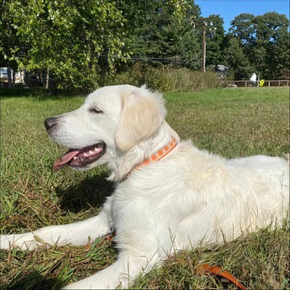 Personalized, Fall, Leaves, Dog Collar, Orange, Green, Gold, Girl, Boy, Engraved, Custom, Cute, Designer Dog Collar, Autumn, Thanksgiving