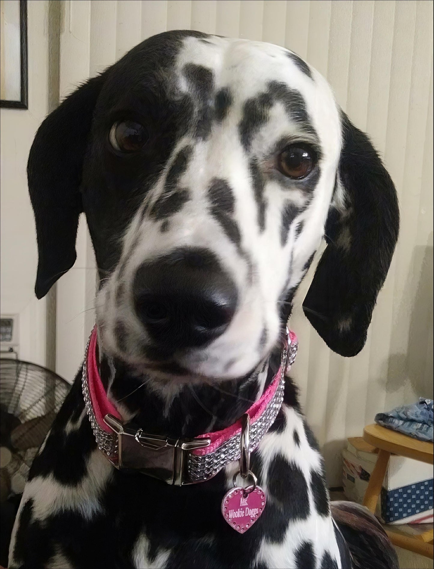 Rhinestone, Bling, Dog Collar, Boy, Wedding, Sparkle, Puppy Collar, Personalize, Engrave, Custom Collar, Designer Dog, Cute Dog Collar, Girl