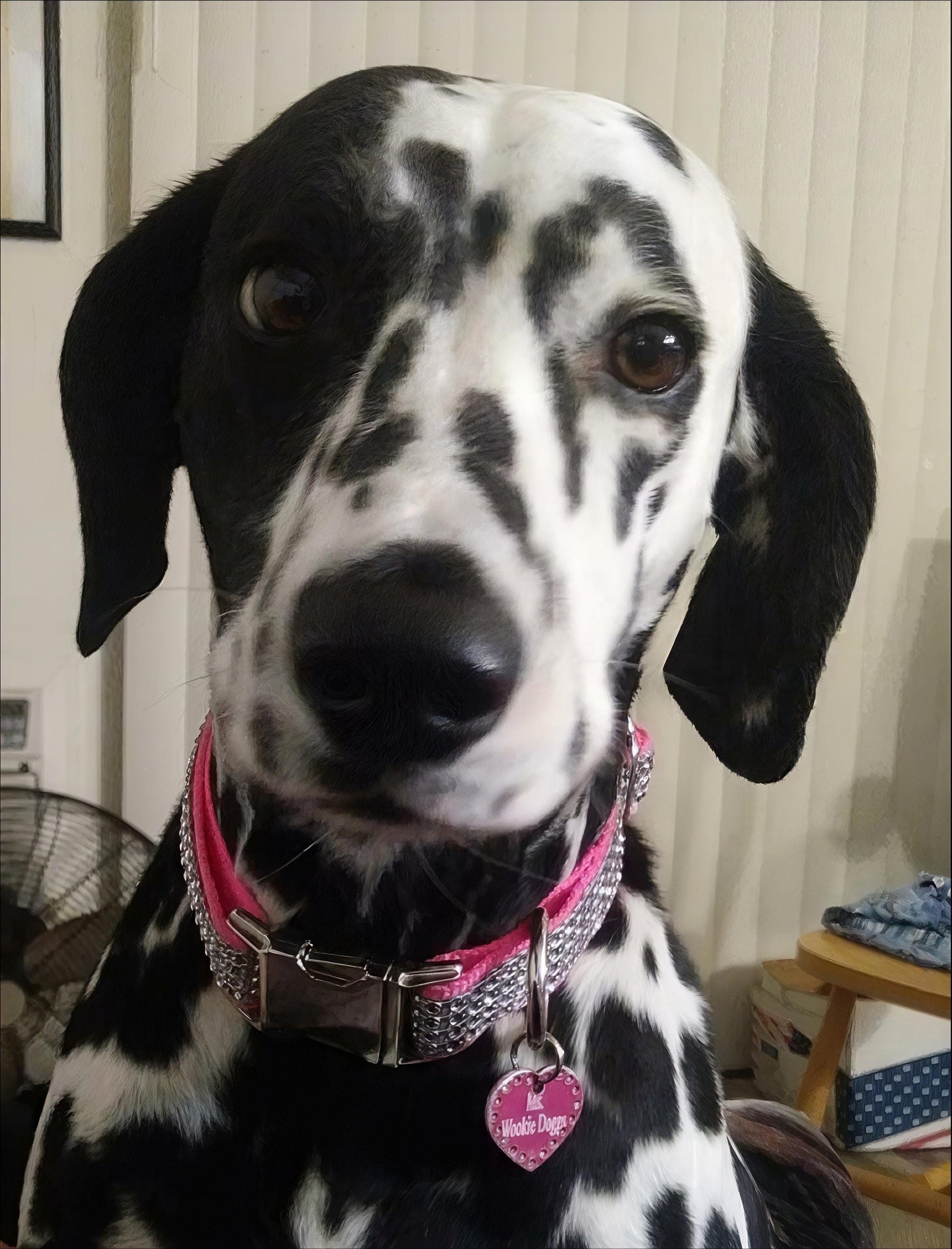 Rhinestone, Bling, Dog Collar, Boy, Wedding, Sparkle, Puppy Collar, Personalize, Engrave, Custom Collar, Designer Dog, Cute Dog Collar, Girl