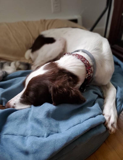 Dog Collar For Girl, Custom Dog Collar, Puppy Collar, Engraved Dog Collar, Designer Dog Collar, Maroon, Floral, Personalized Dog, Cute Dog