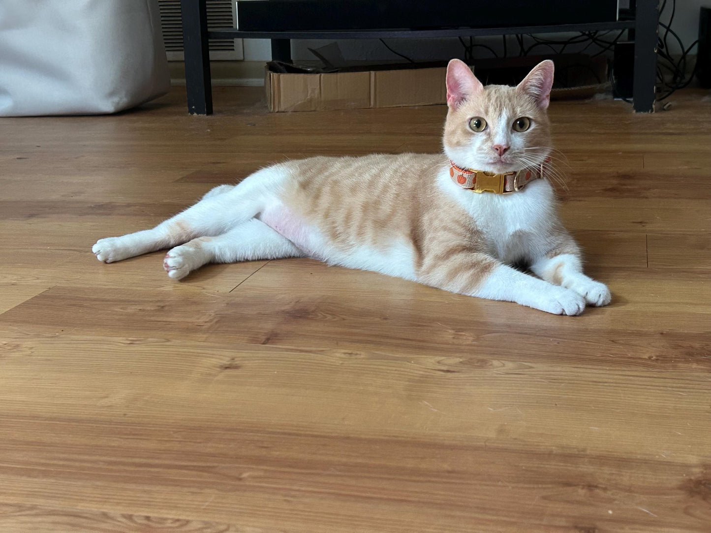 Cute, Personalized, Fall, Pumpkin, Designer Dog Collar In Yellow + Orange, Rustic, Sunflower, Boho, Autumn, Seasonal, Small, Medium, Large